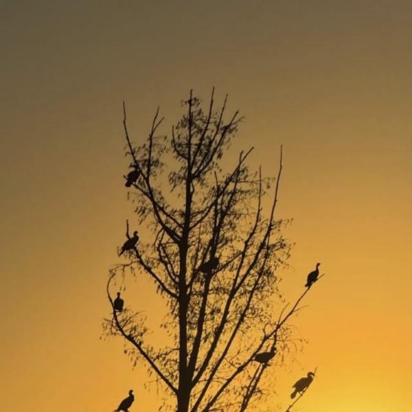 Silhouetted birds resting in a bare tree against a golden sunset in Kyle
