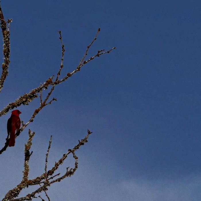 A red cardinal among bare spring branches under a blue evening sky
