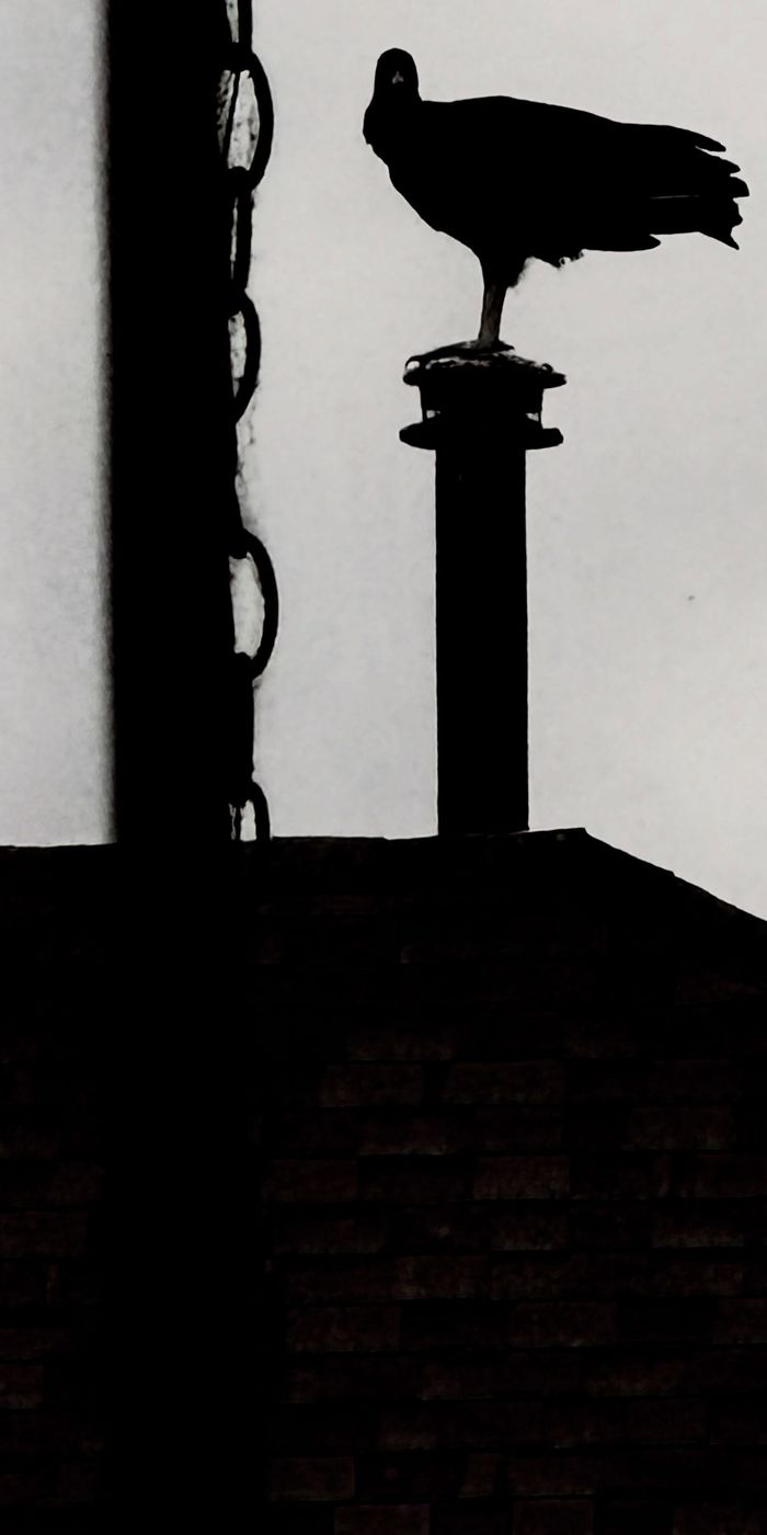 Black and white silhouette of a vulture perched on top of a pipe
